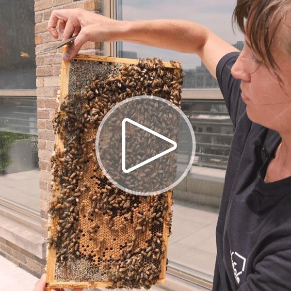 STOBG honeybees - Reconnecting Communities Nature