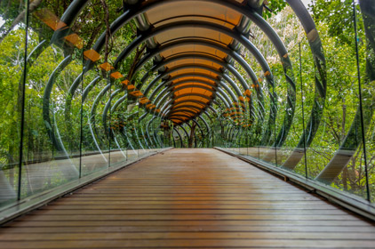 A suspended glass, wood and metal bridge in the forest around Johannesburg in South Africa